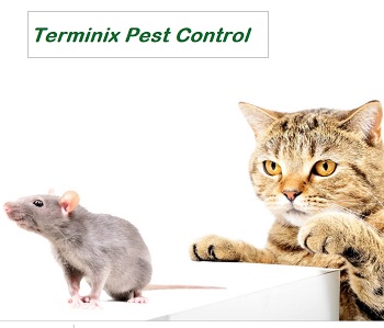 Terminix Ca Contest: Win $250 Pest Control Vouchers 