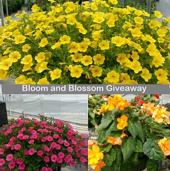 Blossom and Bloom Sweepstakes: Win Home and Garden Giveaway