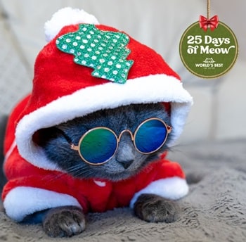 World's Best Cat Litter Contest 25 Days Of Meow Holiday Giveaway