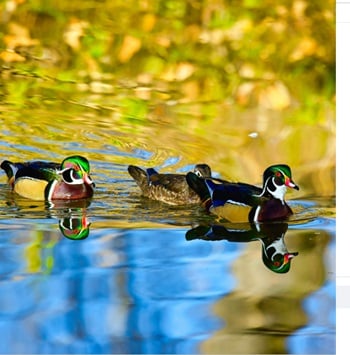 Ducks Unlimited Canada Contests  Giveaway 